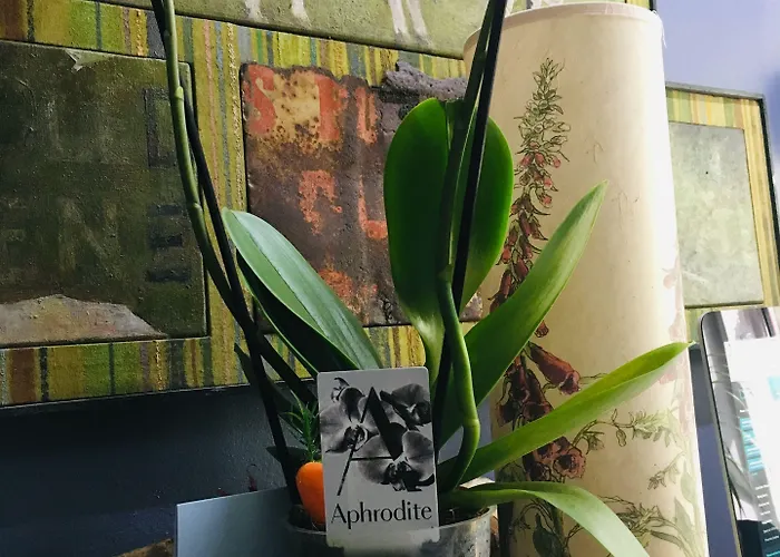 Rose Maison d'hôtes Cork